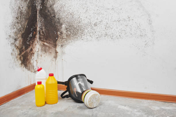 Home Mold Removal in Hawthorne, FL