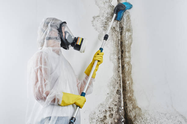 Best Certified Mold Removal  in Hawthorne, FL