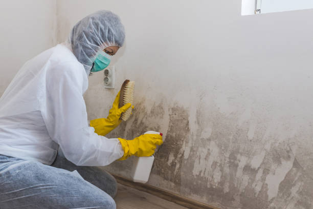 Best Office Mold Removal Services  in Hawthorne, FL