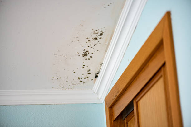 Best Residential Mold Removal  in Hawthorne, FL