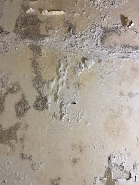 Best Mold Damage Repair  in Hawthorne, FL