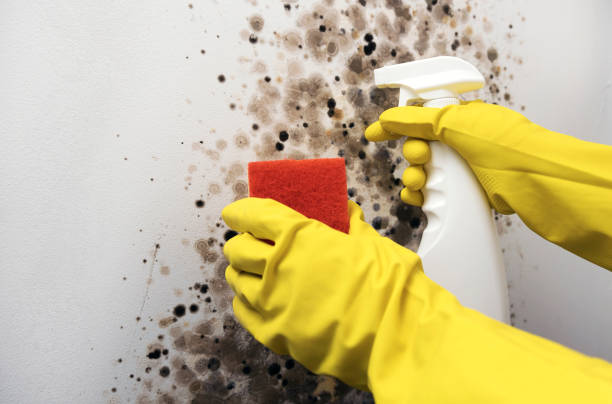 Best Black Mold Removal  in Hawthorne, FL