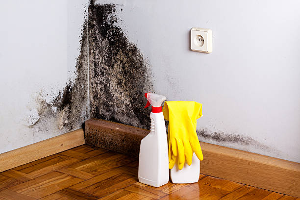 Best Commercial Mold Removal  in Hawthorne, FL