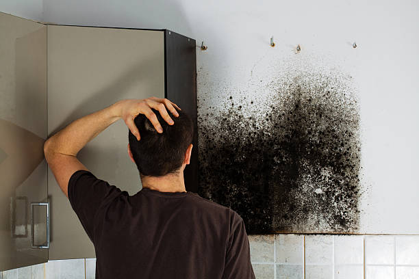 Best Home Mold Removal  in Hawthorne, FL